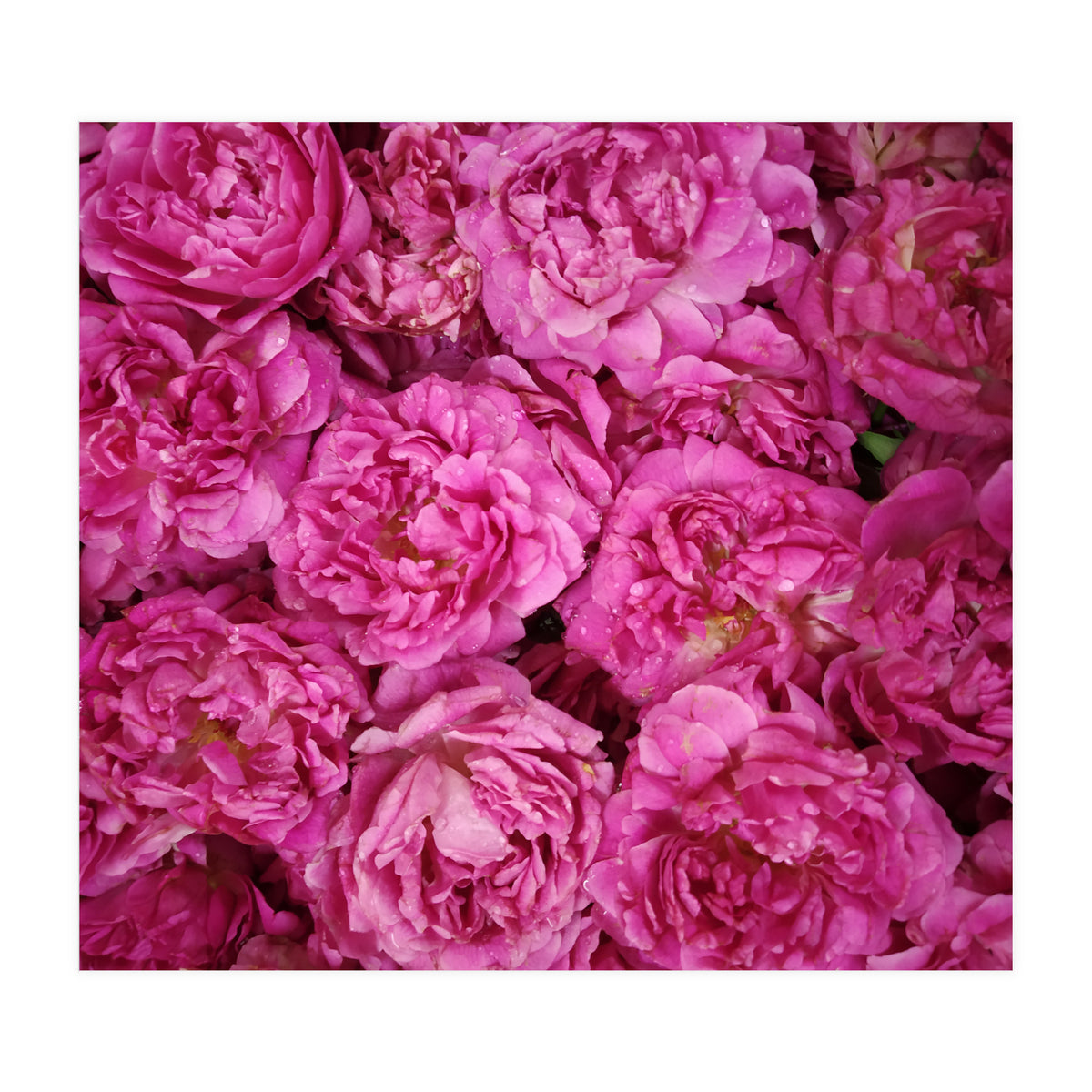 Rose Garden  (Print Only)