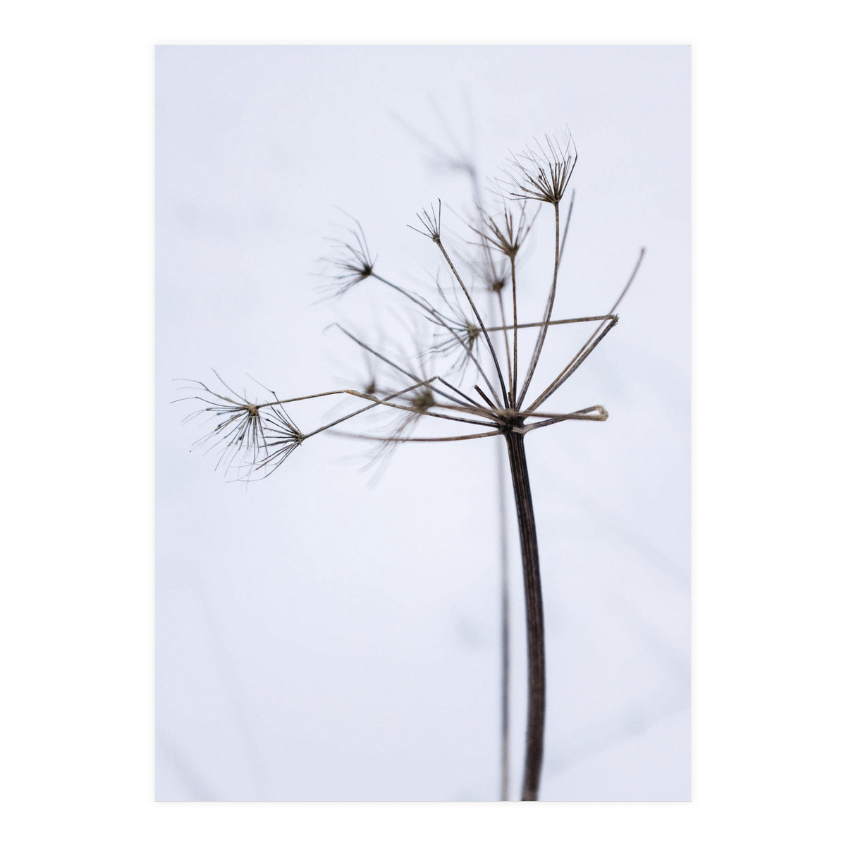 Wildflower in Winter (Print Only)
