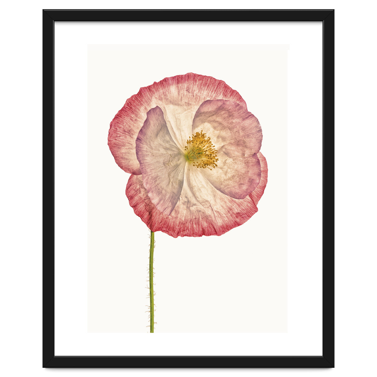 Cc Poppy 06