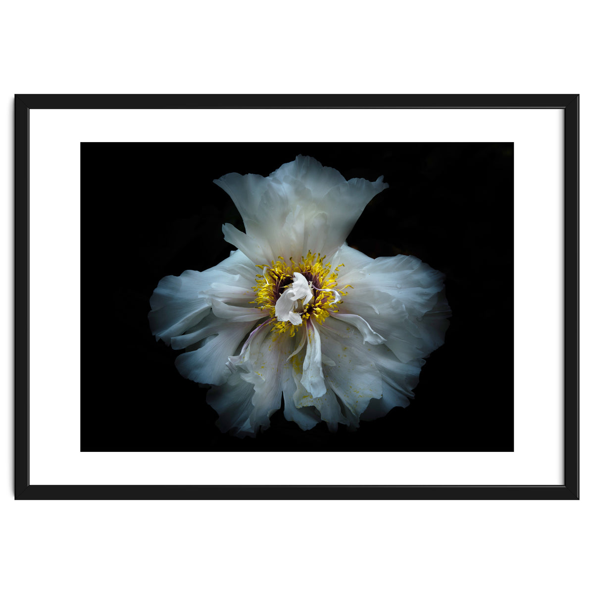 Backyard Flowers 49 Color Version