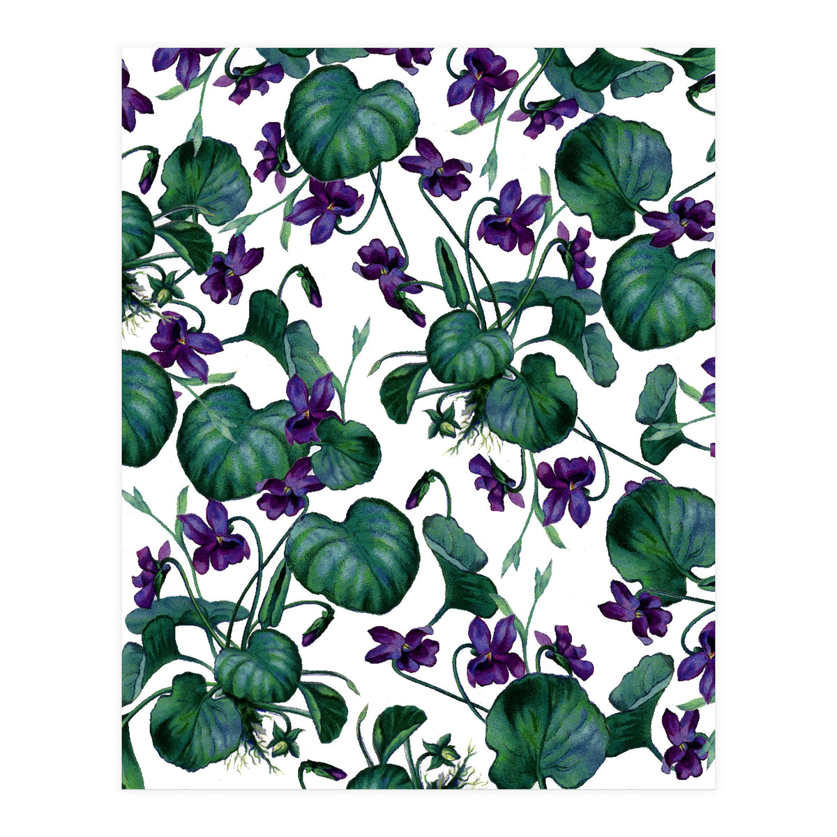 Violets (Print Only)