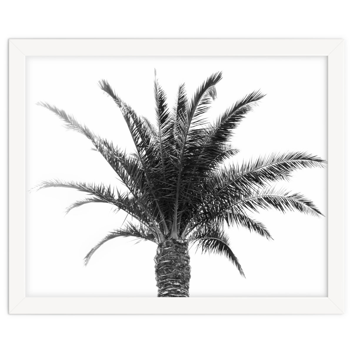 Palm Tree