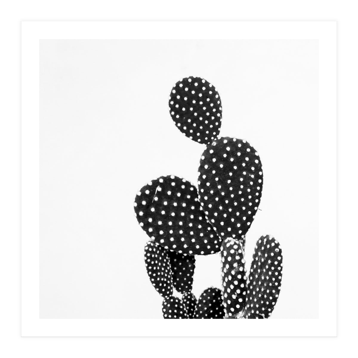 Cactus nature (Print Only)