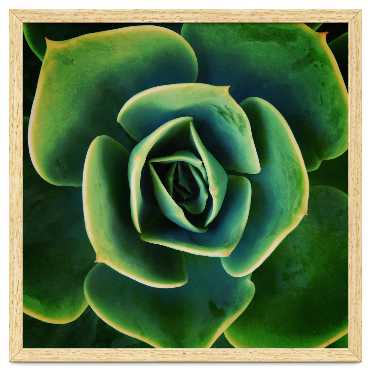 DARKSIDE OF SUCCULENTS XIII