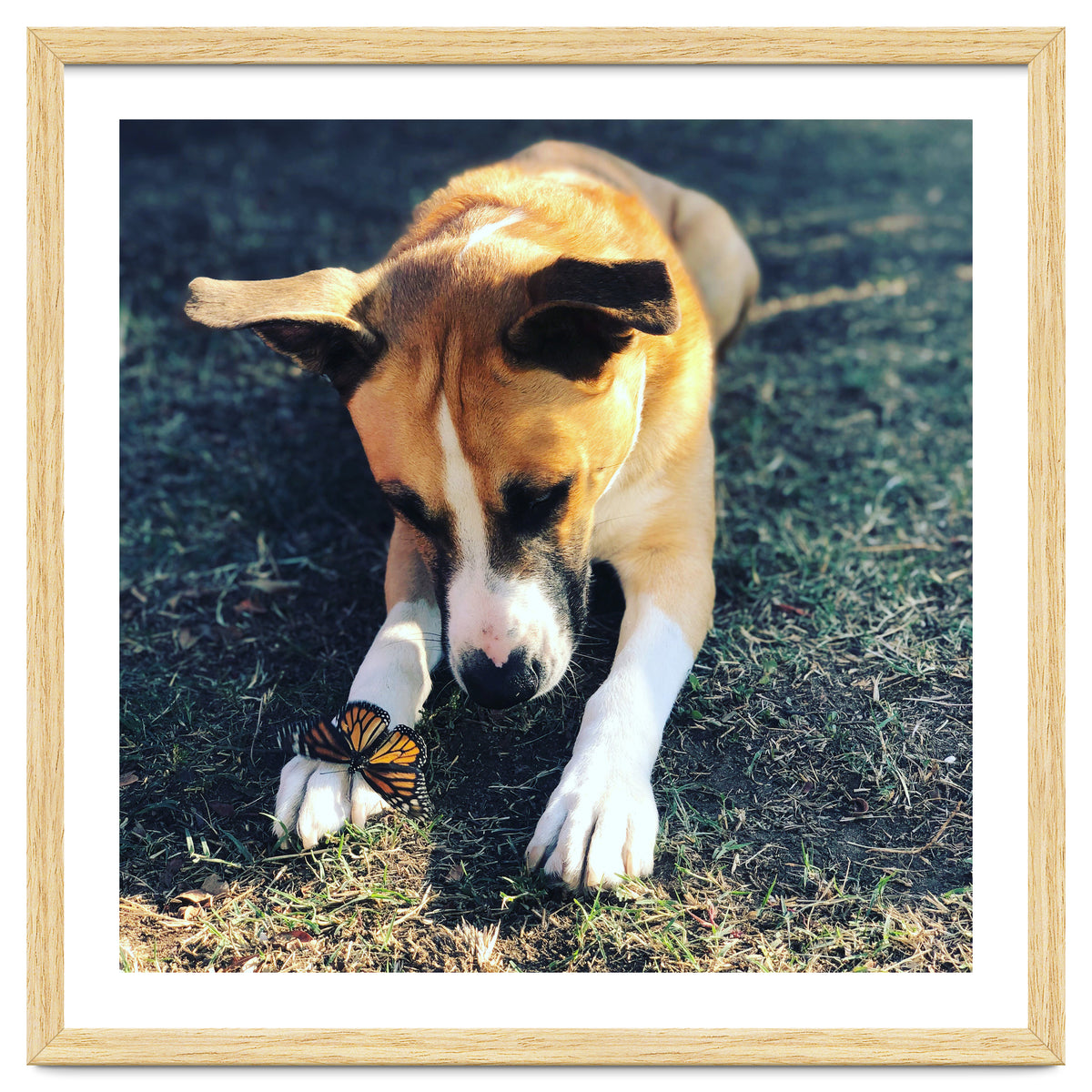 Cooper With Butterfly