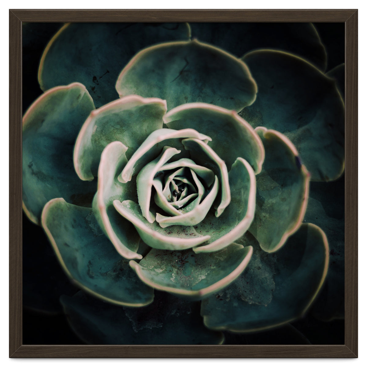 DARKSIDE OF SUCCULENTS IV-A