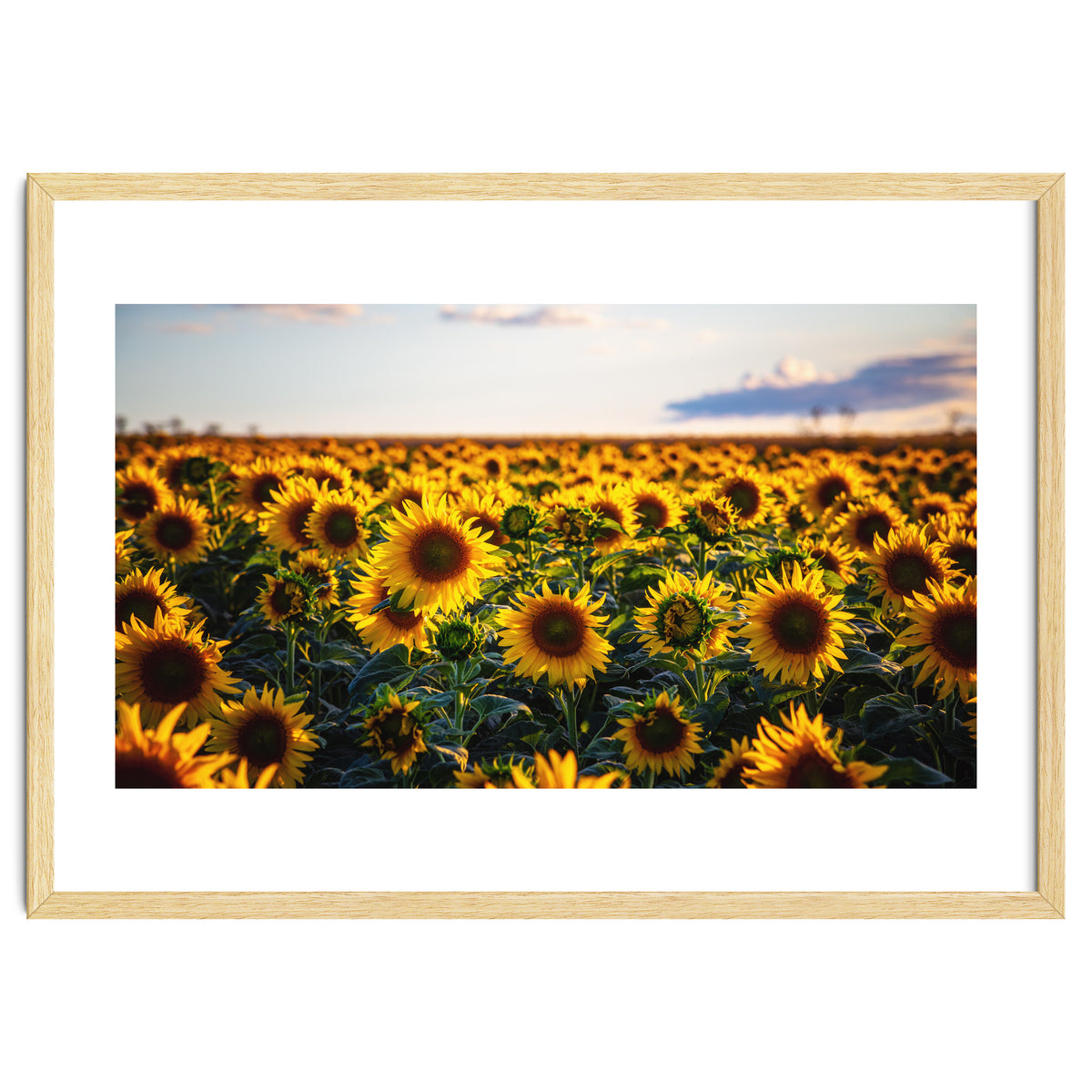 Summer Sunflowers
