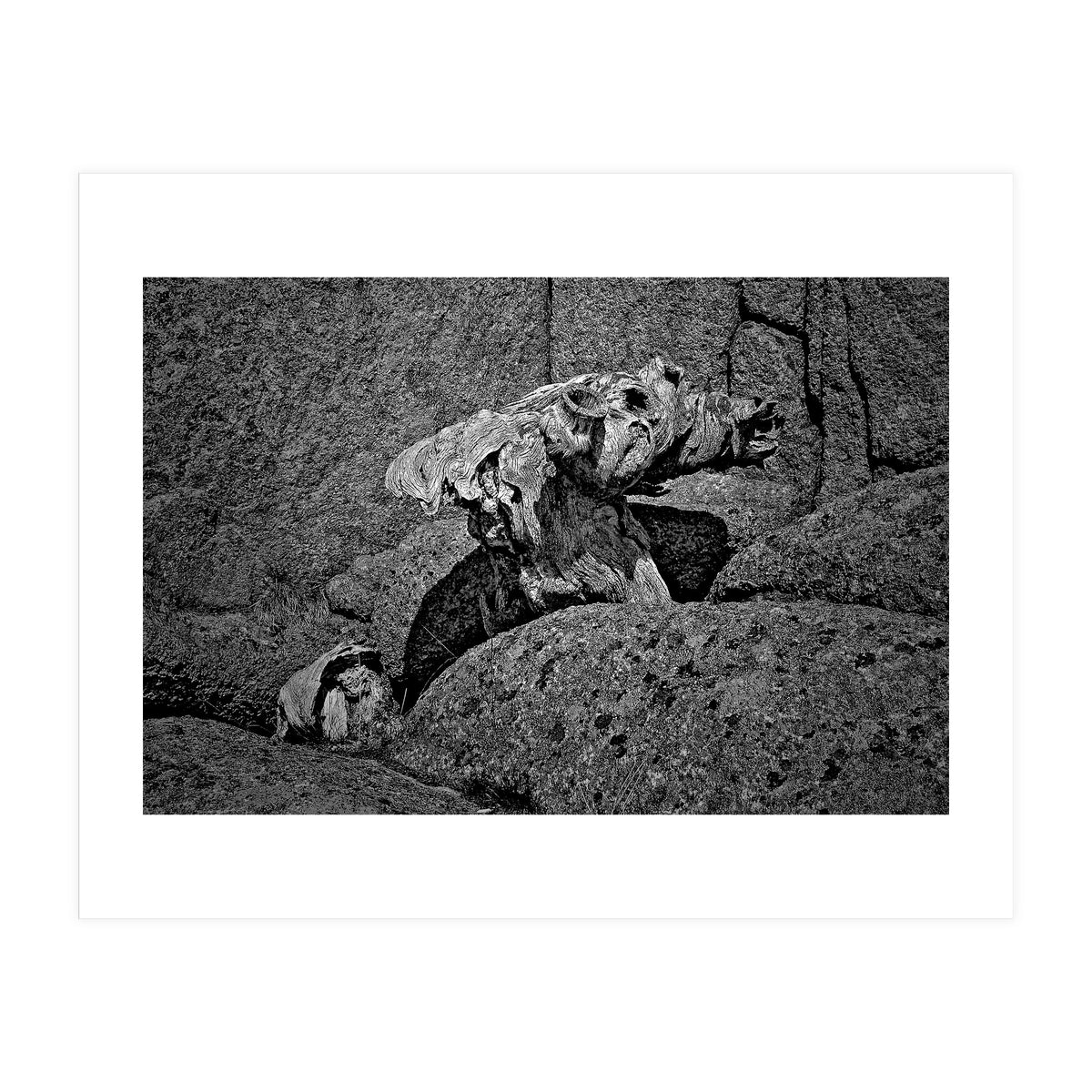 Drift wood (Print Only)