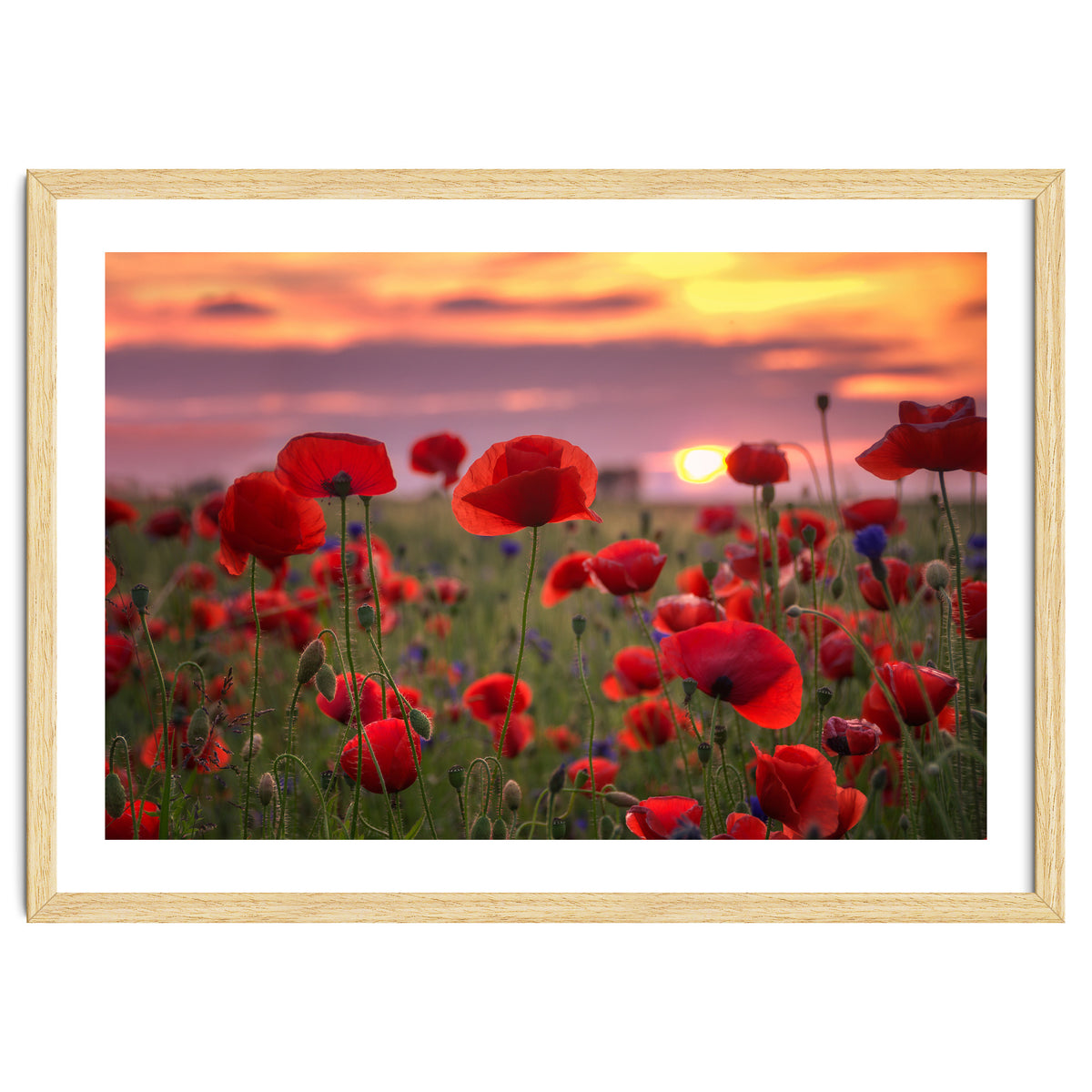 Poppies at Evening