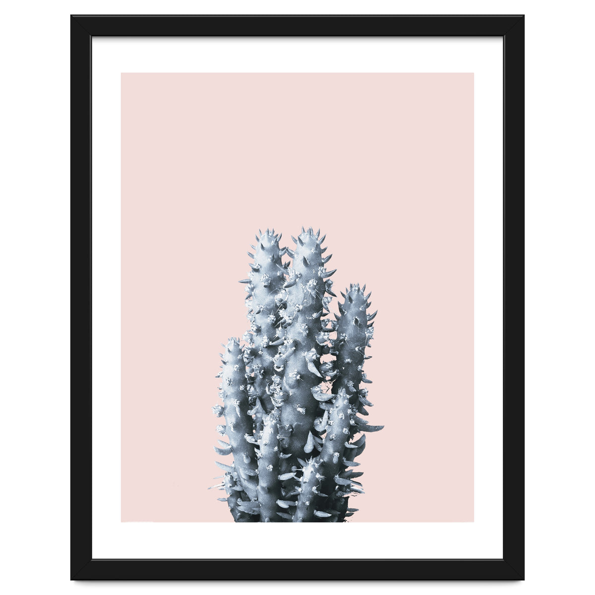 Cactus collection BL-III