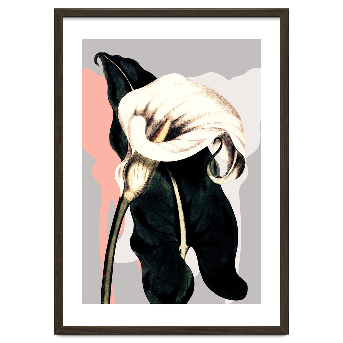 Calla lily flower