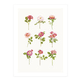 Cc Roses 07 (Print Only) thumbnail