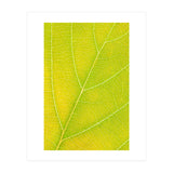 Autumn Leaf (Print Only) thumbnail