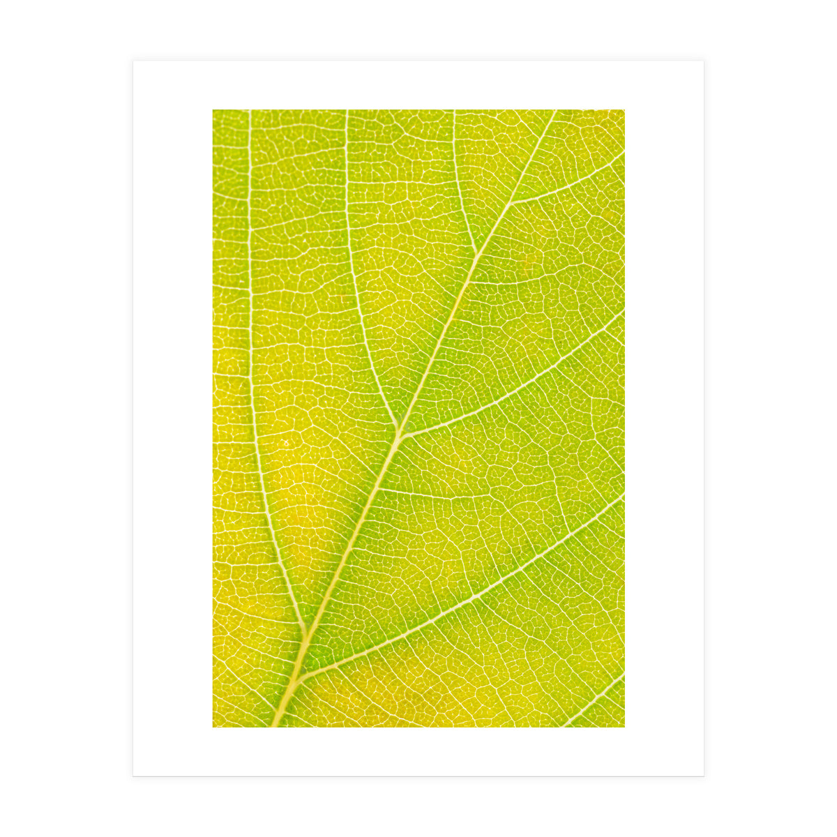 Autumn Leaf (Print Only)