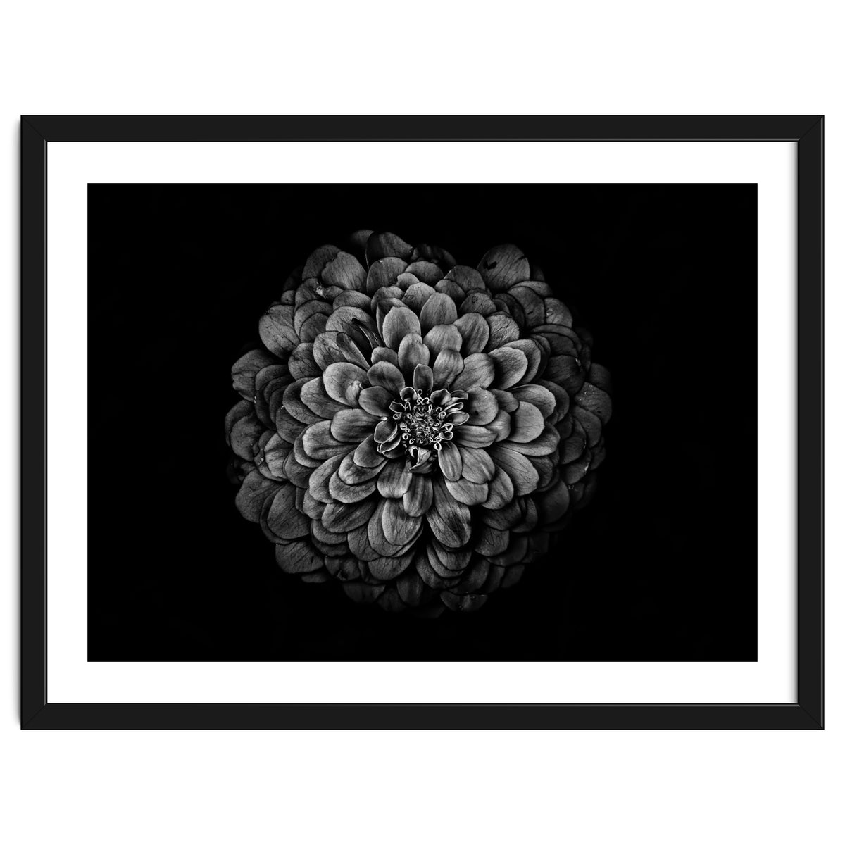 Backyard Flowers In Black And White 54