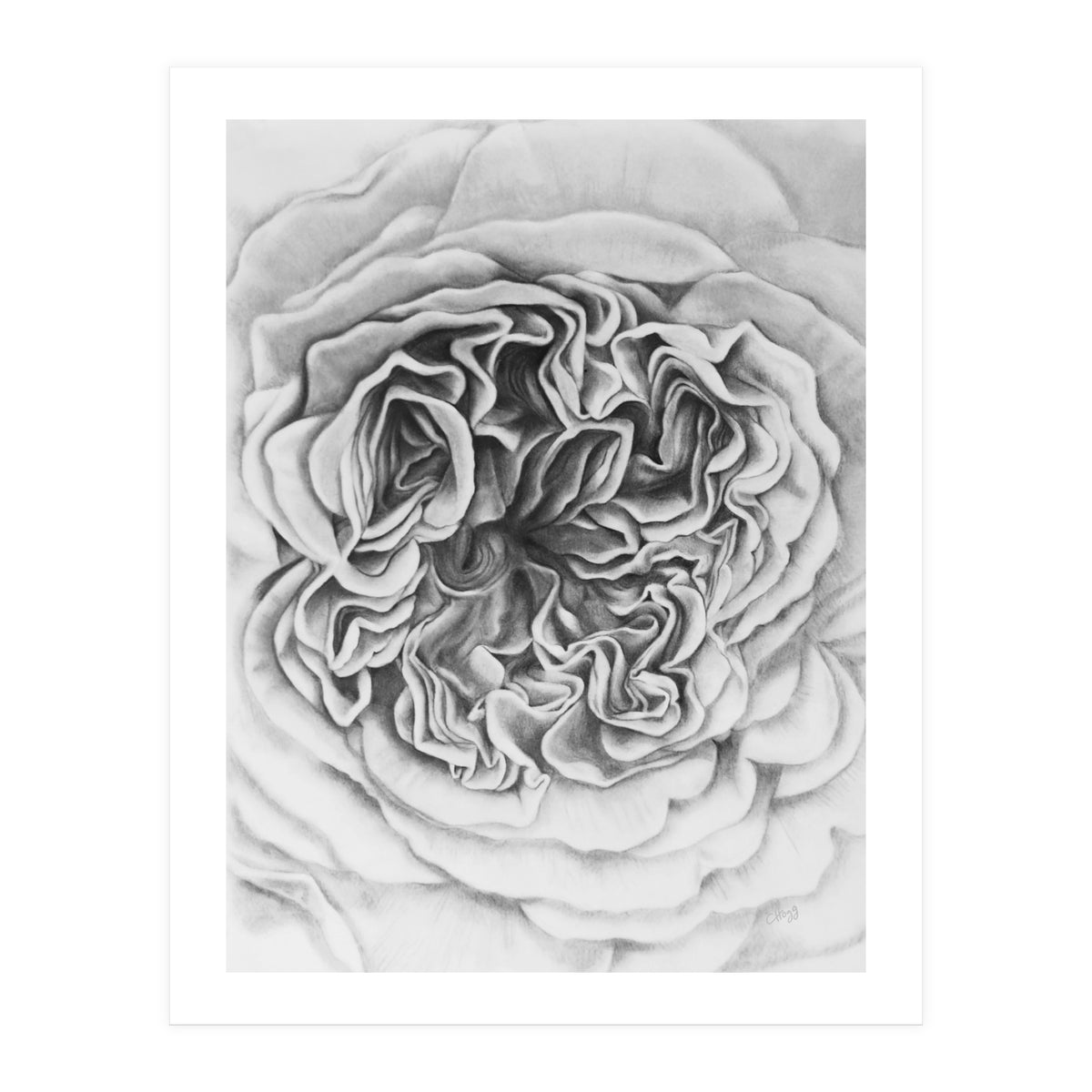 A Rose in Monochrome (Print Only)