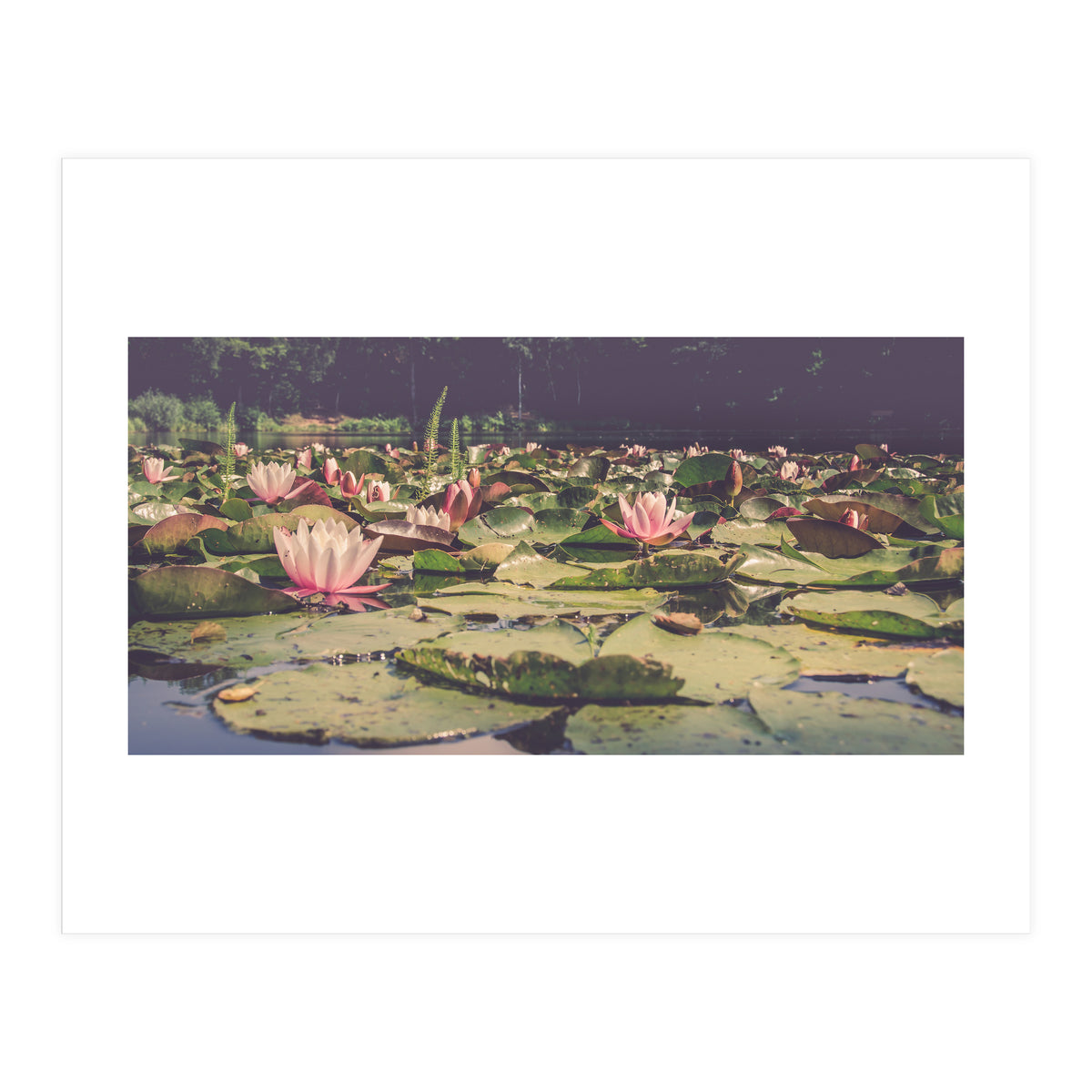 Waterlilies (Print Only)