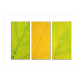 Autumn Leaves (Print Only) thumbnail