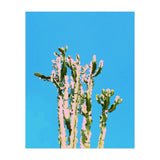 Cactus Beauty (Print Only) thumbnail