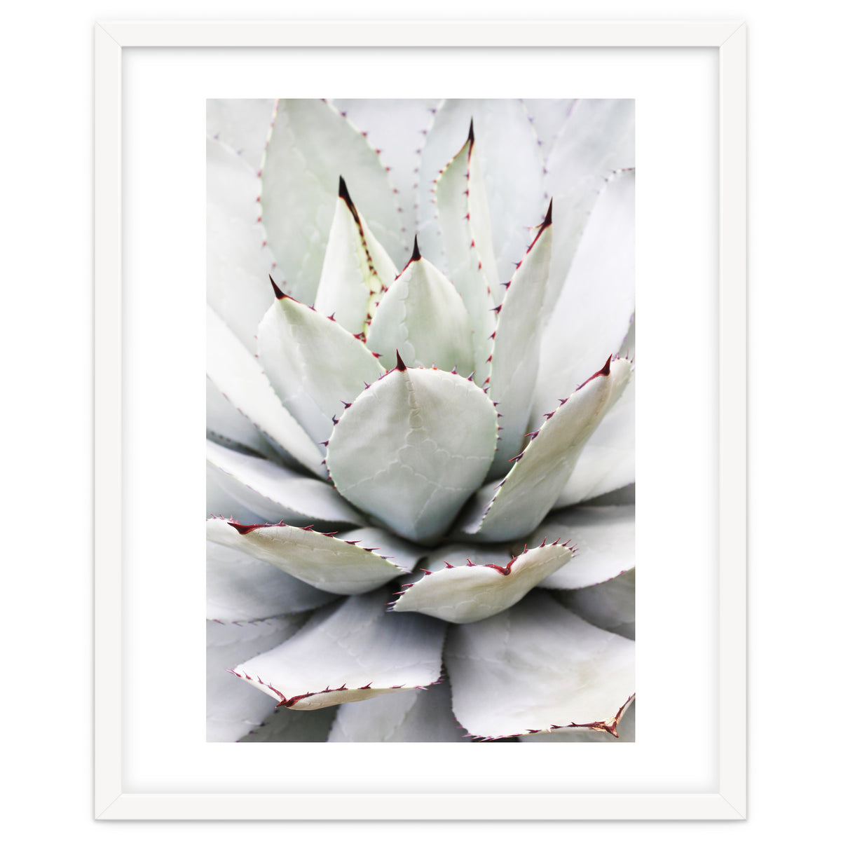 Agave plant