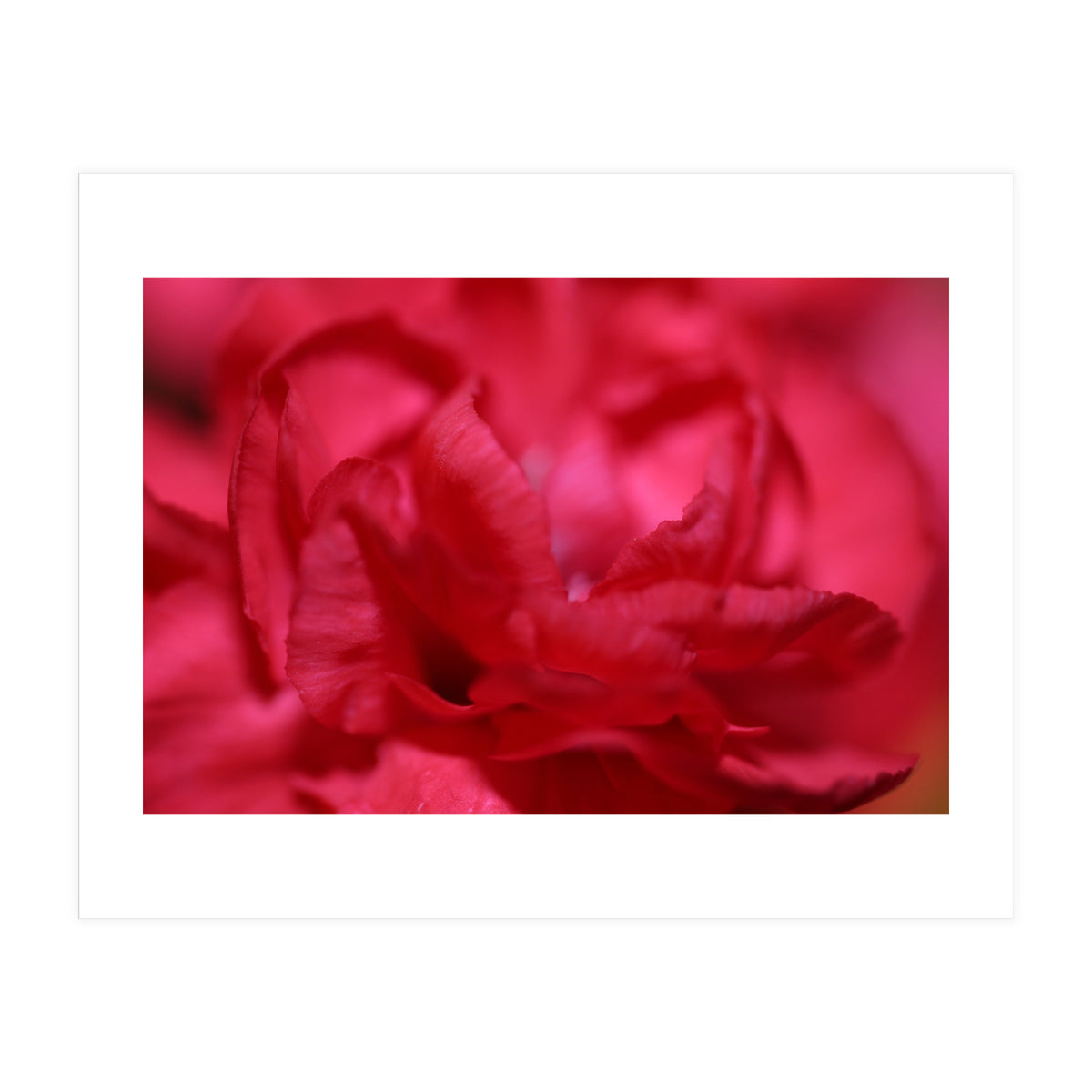 Red Peony (Print Only)