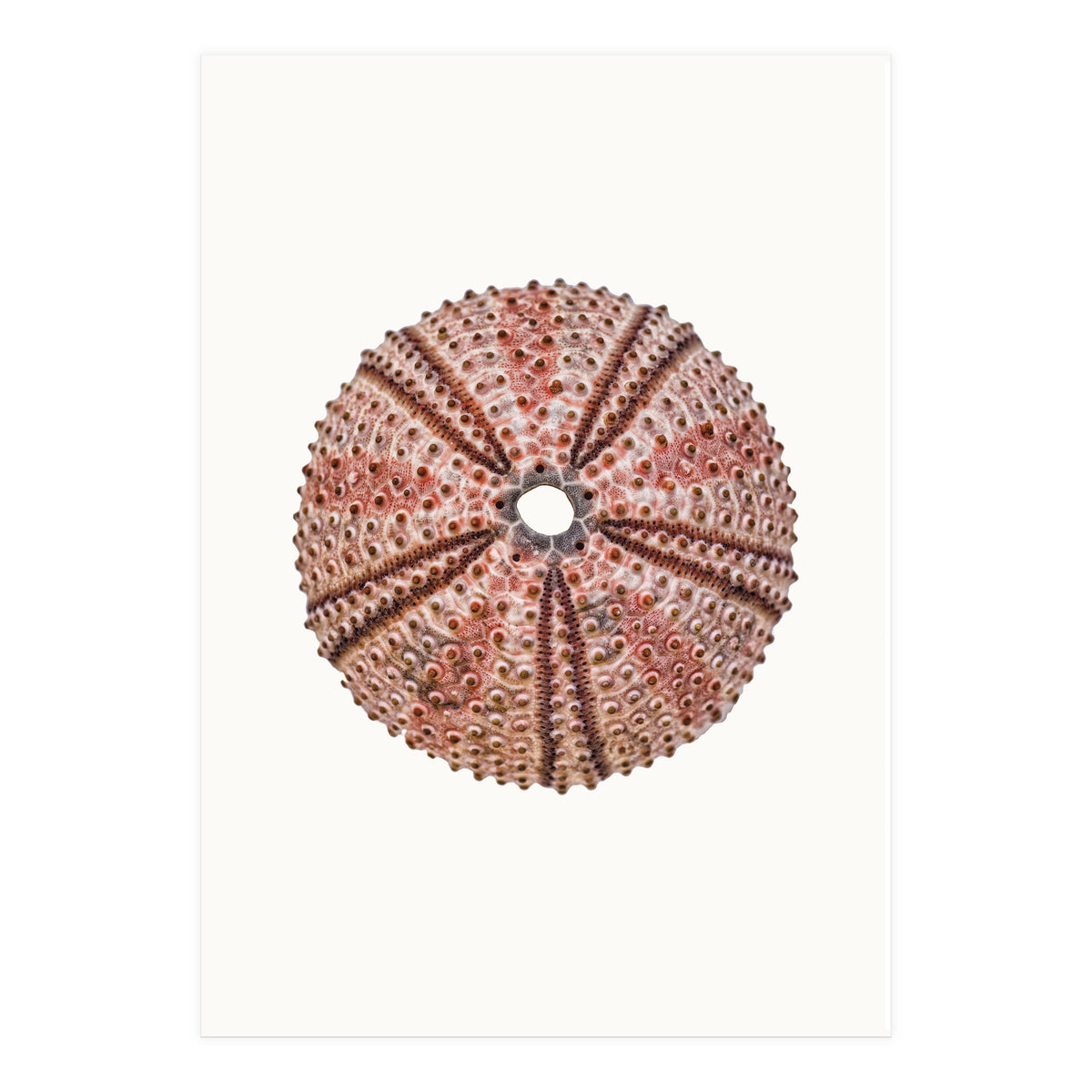 Cc Shell 04 (Print Only)