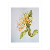 Honeysuckle (Print Only) thumbnail