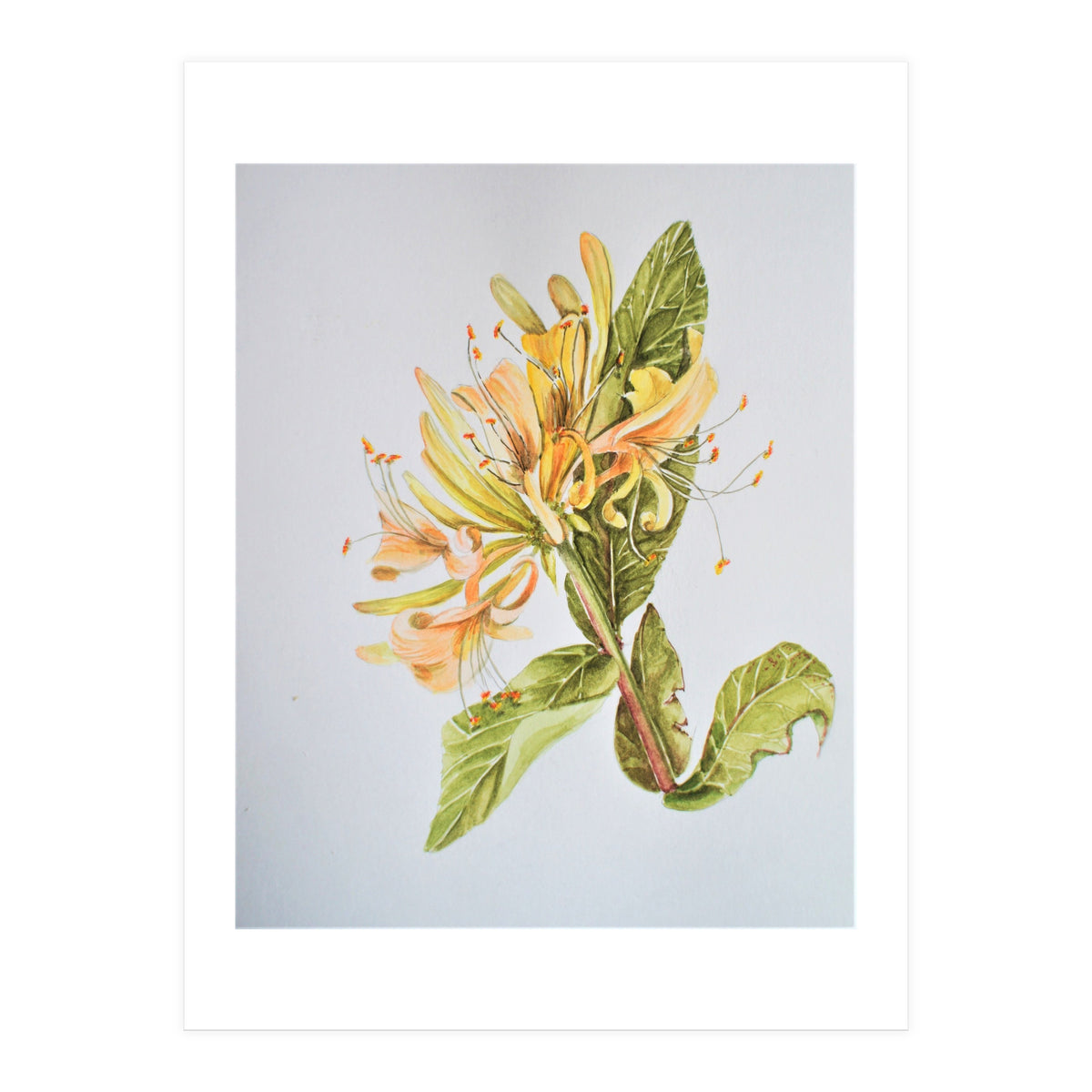 Honeysuckle (Print Only)