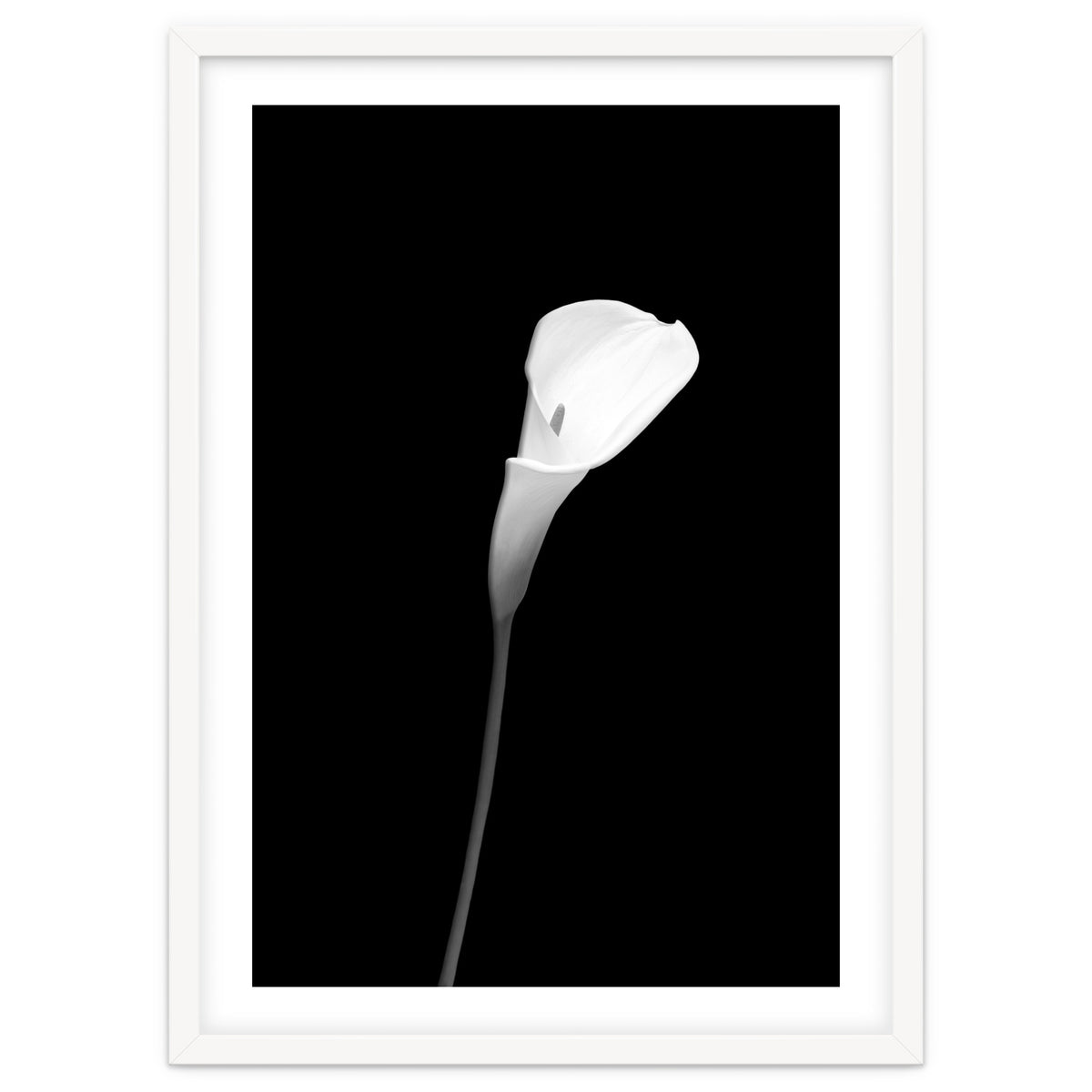 Calla | dark design
