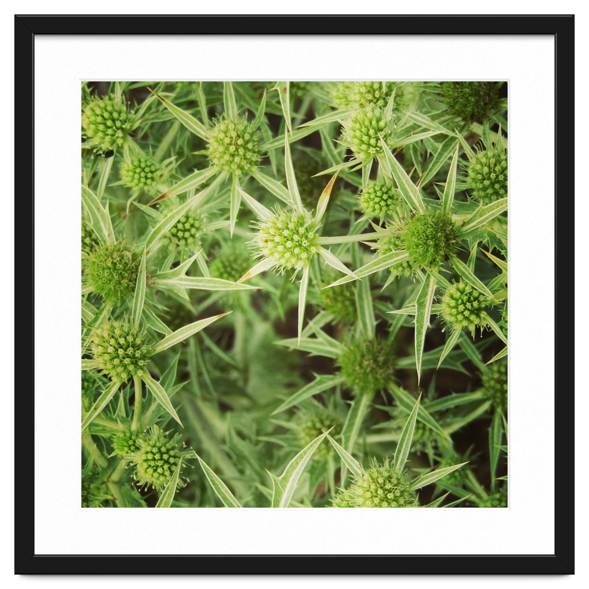 Green thistles
