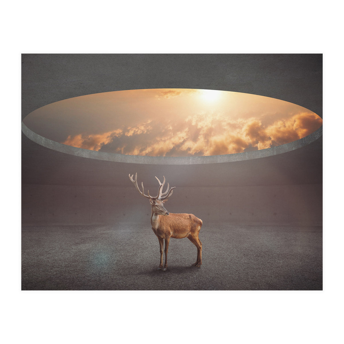 Display Ring (Print Only)