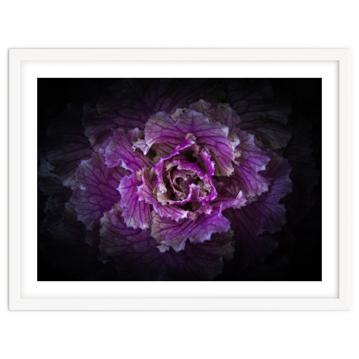 Backyard Flowers No 42 Color Version