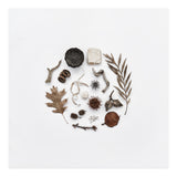 Treasures From Nature No. 2 - Square (Print Only) thumbnail