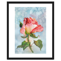 Beautiful Rose Watercolor