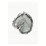 Tree Ring Print, Albion Basin, Utah, Pine Tree Print (Print Only) thumbnail