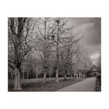 Bute Park, Cardiff (Print Only) thumbnail
