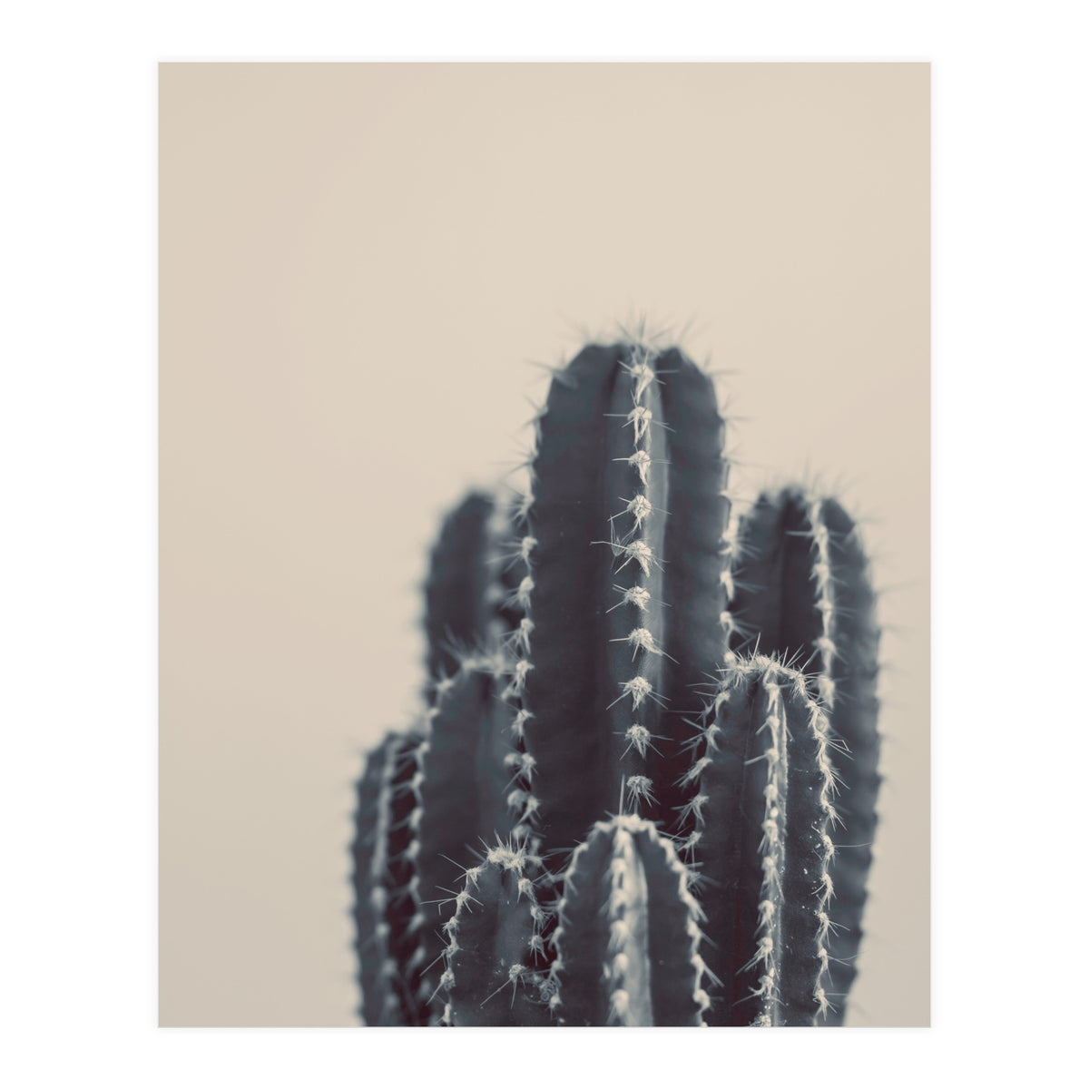 Vintage Cactus #1 (Print Only)
