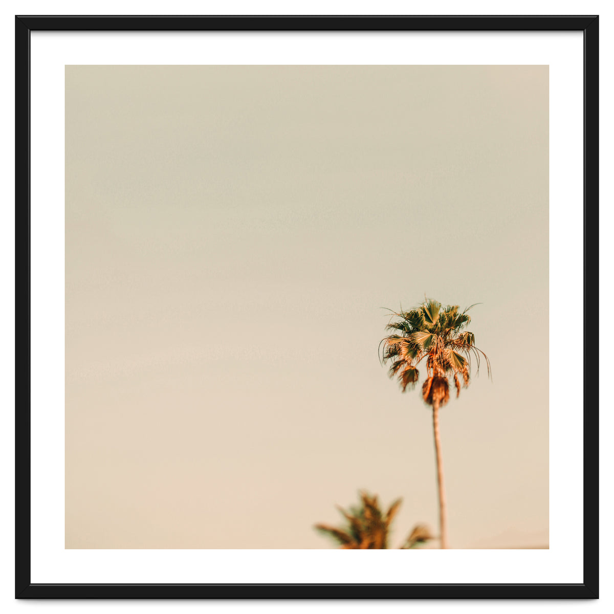 Minimal Palms
