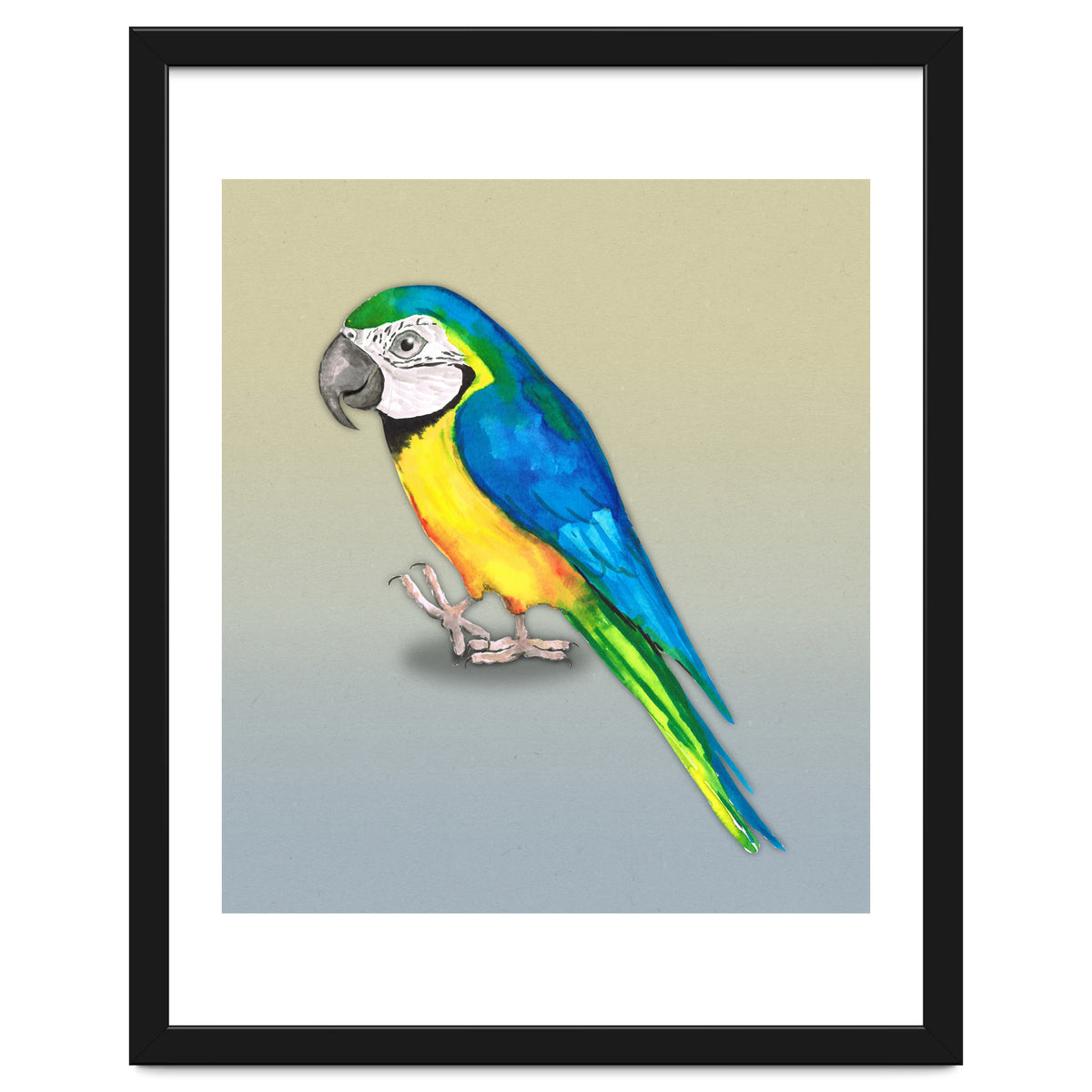 Blue and yellow macaw