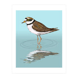 Little ringed  plover (Print Only) thumbnail