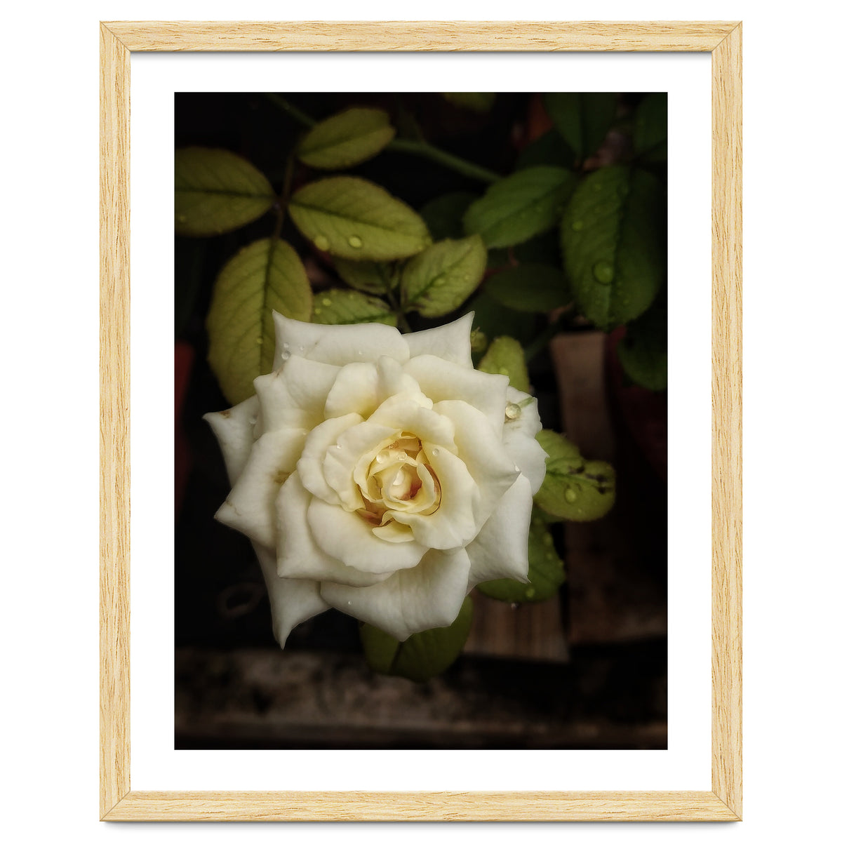 Beautiful Garden White Rose