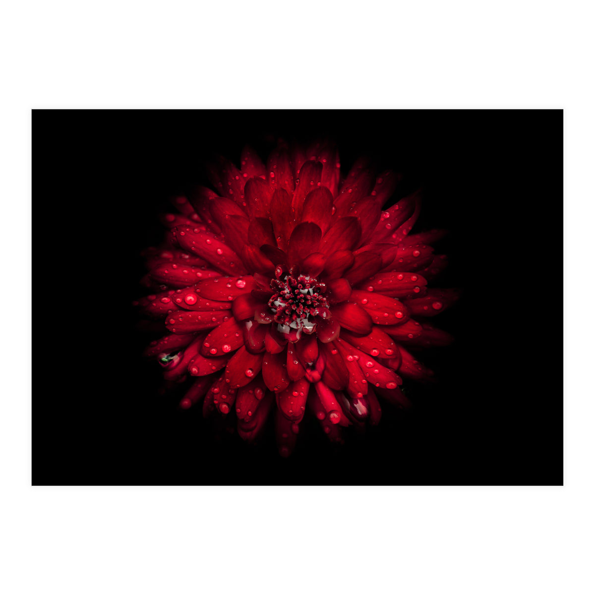 Backyard Flowers 45 Color Version (Print Only)