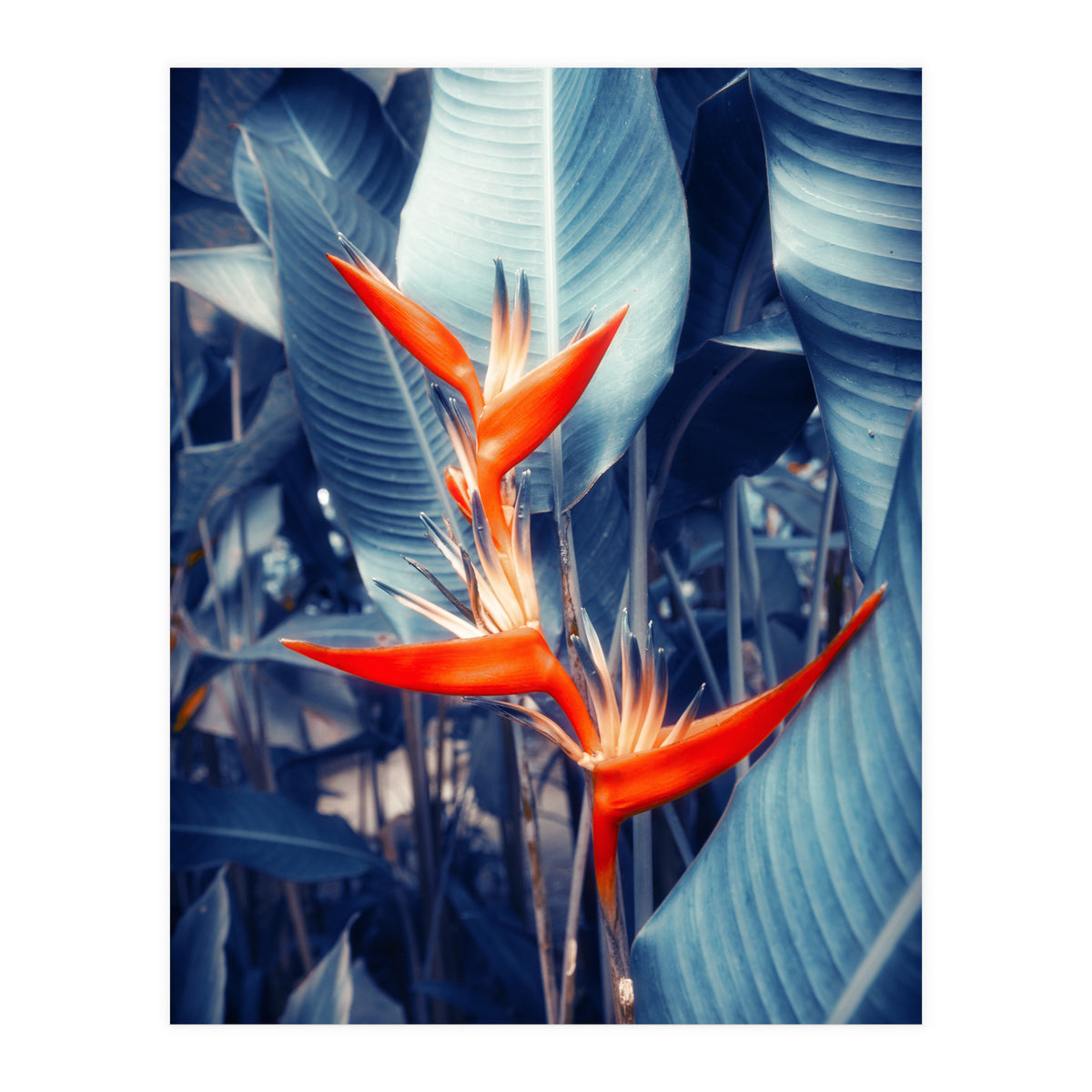 Parakeet Tropical Flower (Print Only)