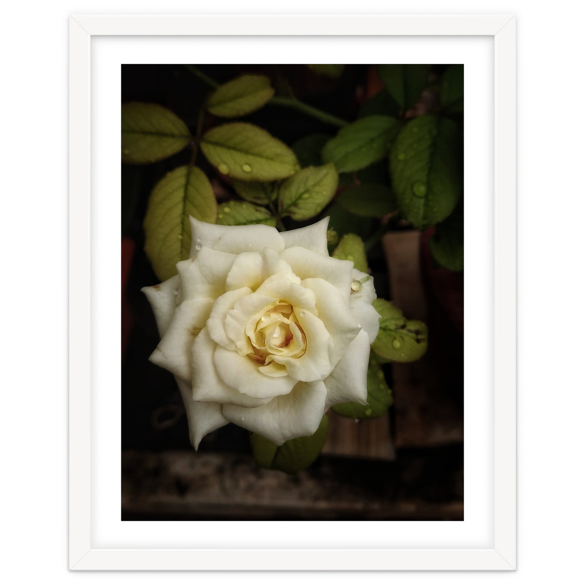 Beautiful Garden White Rose