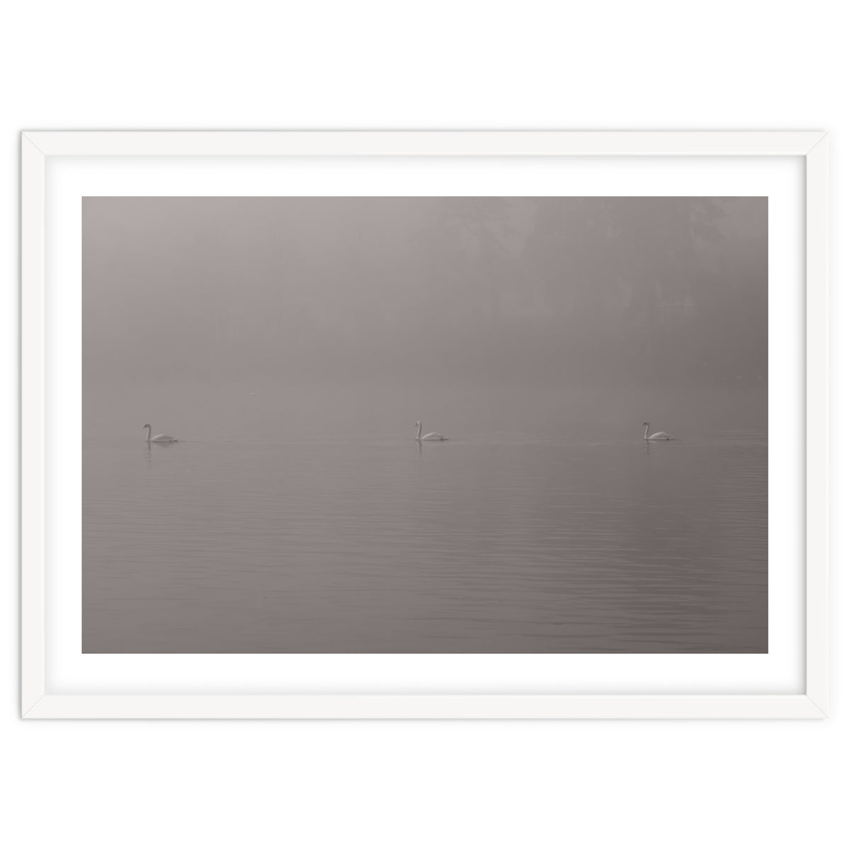 Swans in the mist