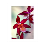 Orchidee Flower (Print Only) thumbnail