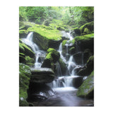 Forest (Print Only) thumbnail