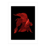 Betta (Print Only) thumbnail