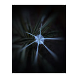 Sparkle Flower (Print Only) thumbnail