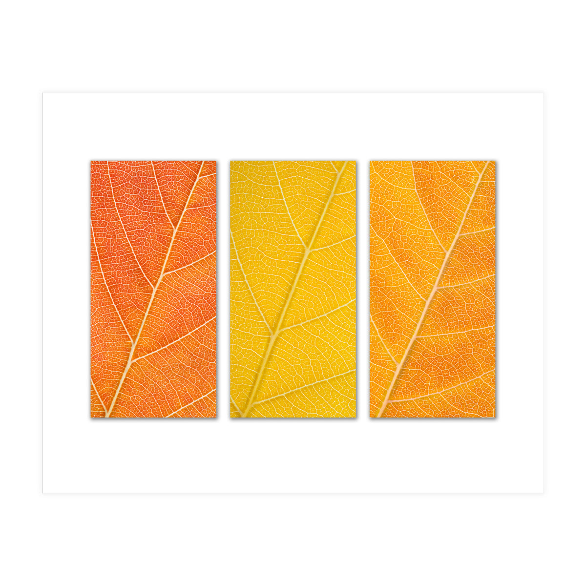 Autumn Leaves (Print Only)